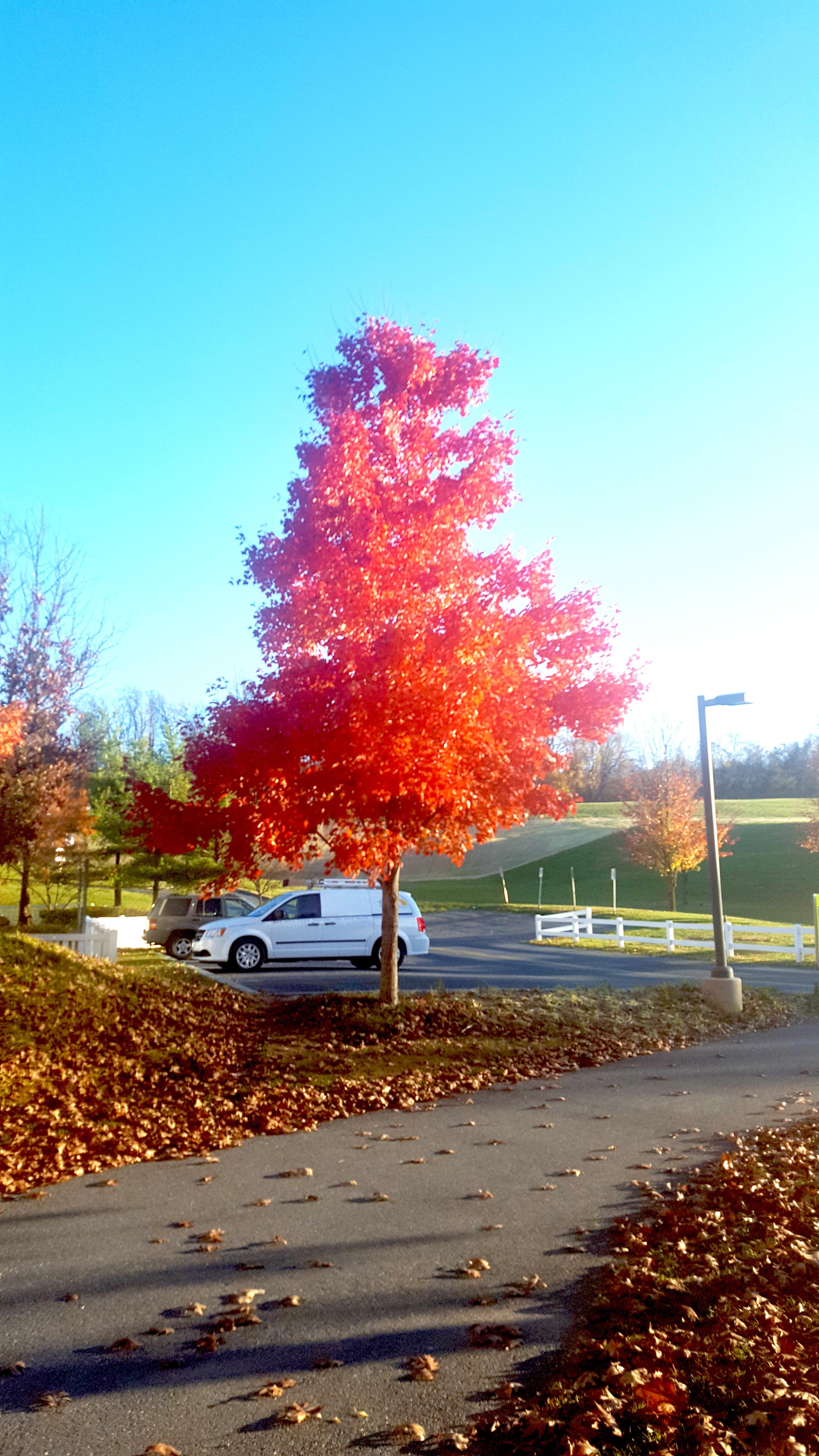 VOA tree with a single tree pictured in different seasons - fall