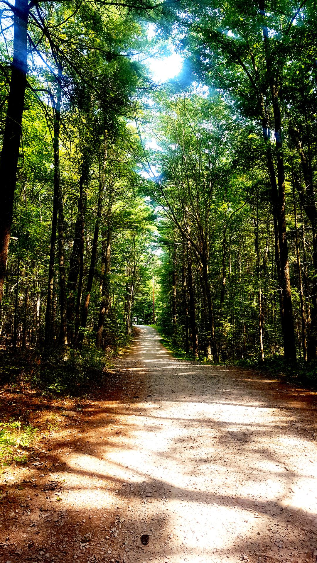 A pathway in a forest with tree full of green leaves 