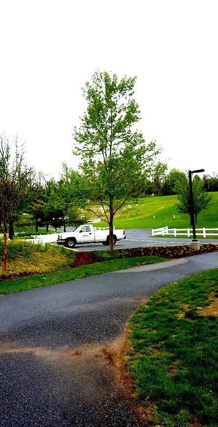 VOA tree with a single tree pictured in different seasons - spring